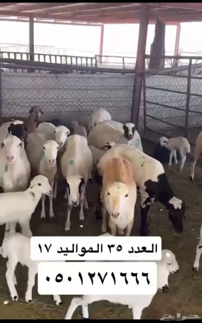 ضان للبيع 3