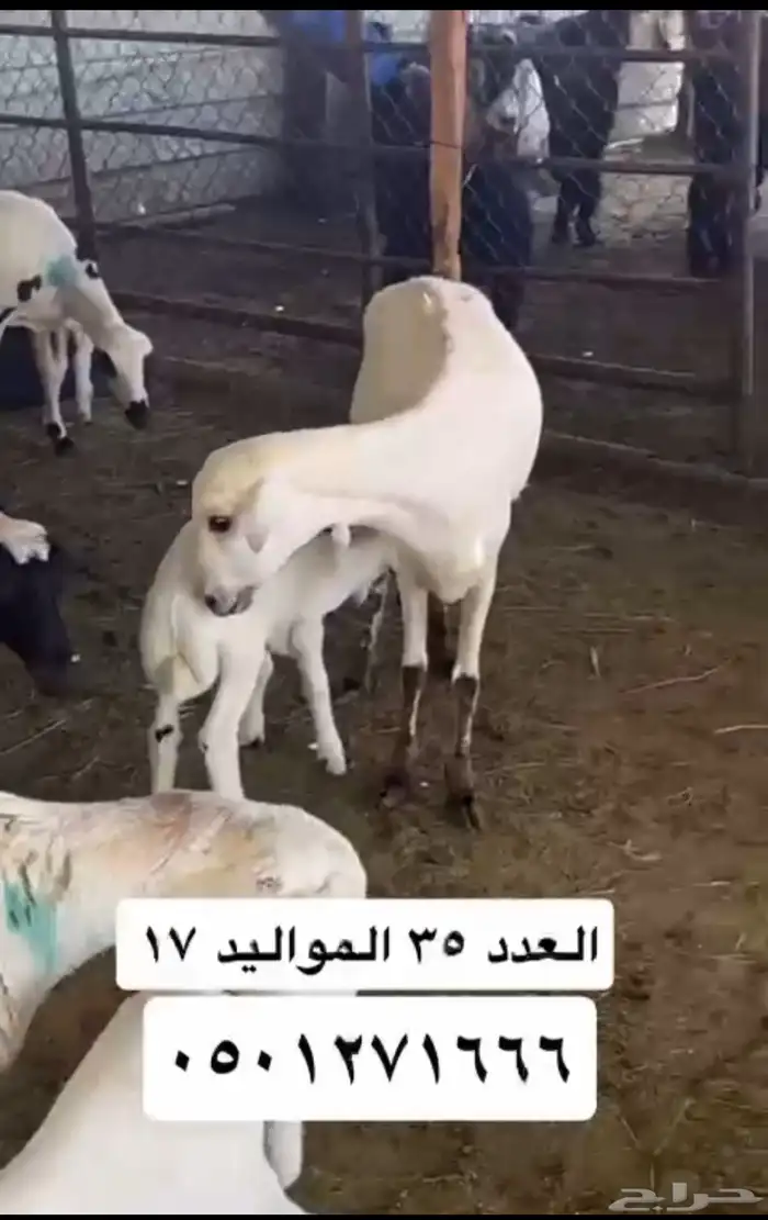 ضان للبيع 1