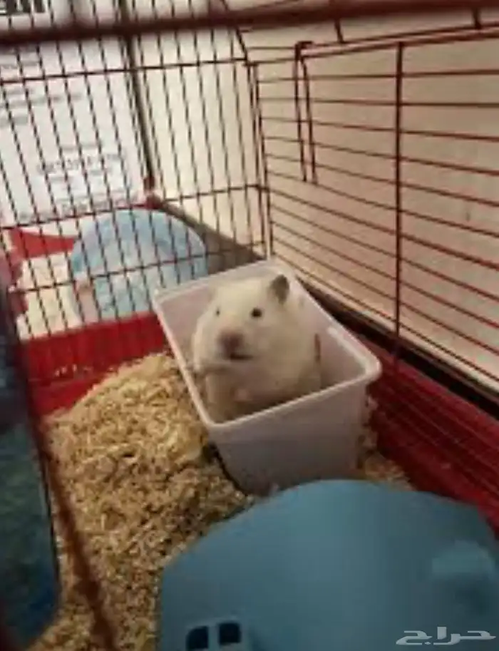 هامستر العدد 4 مع بيت3 دور صحتهم ممتازه 3