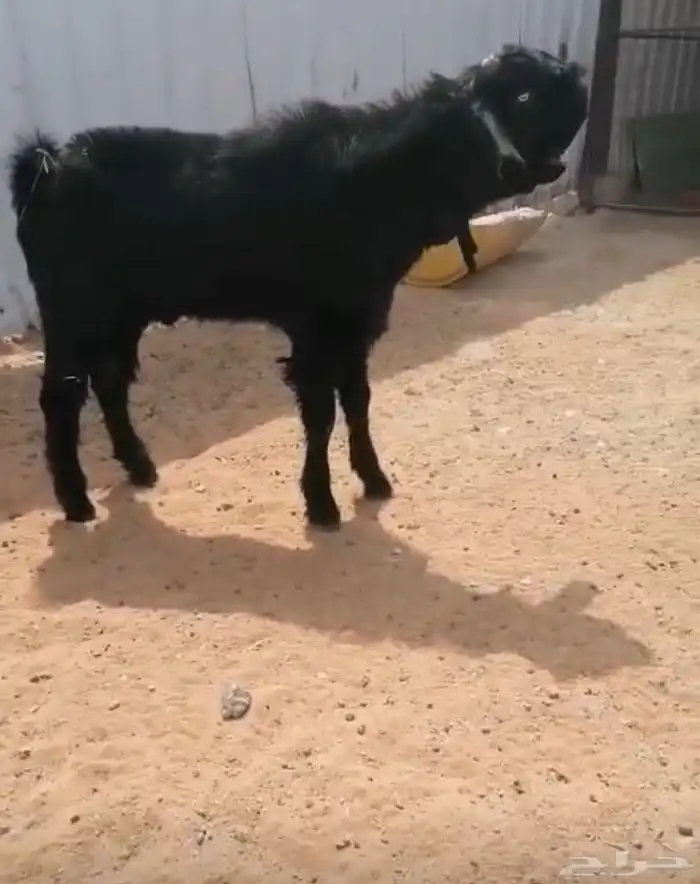 عرض بيع فحل شامي اسود 0
