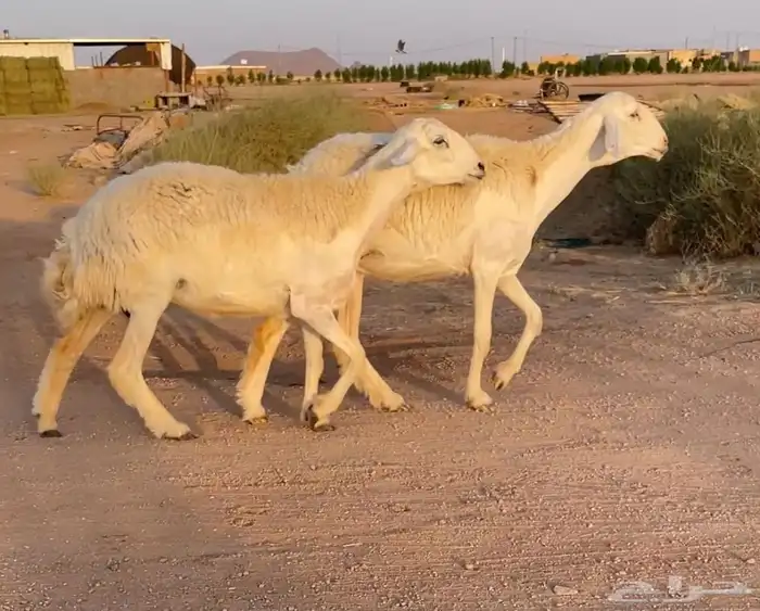 تممم البييع 0
