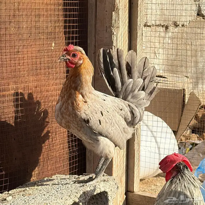 دجاج بلدي عربي 2