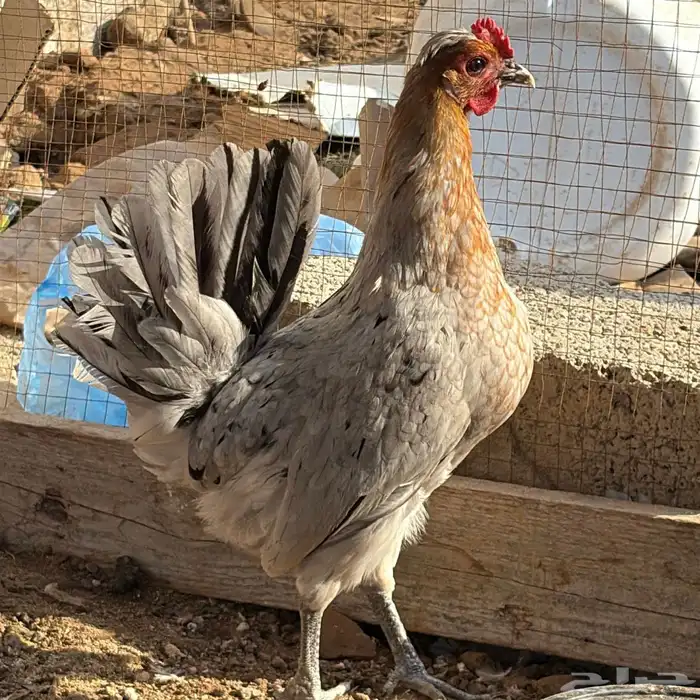 دجاج بلدي عربي 1