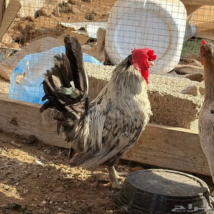 ديك ودجاج عربي ( نوادر ) 3