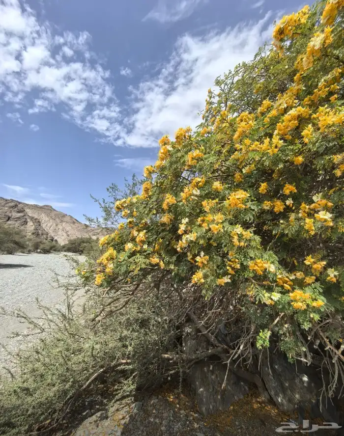 شتلات متنوعة بأسعار منافسة 5