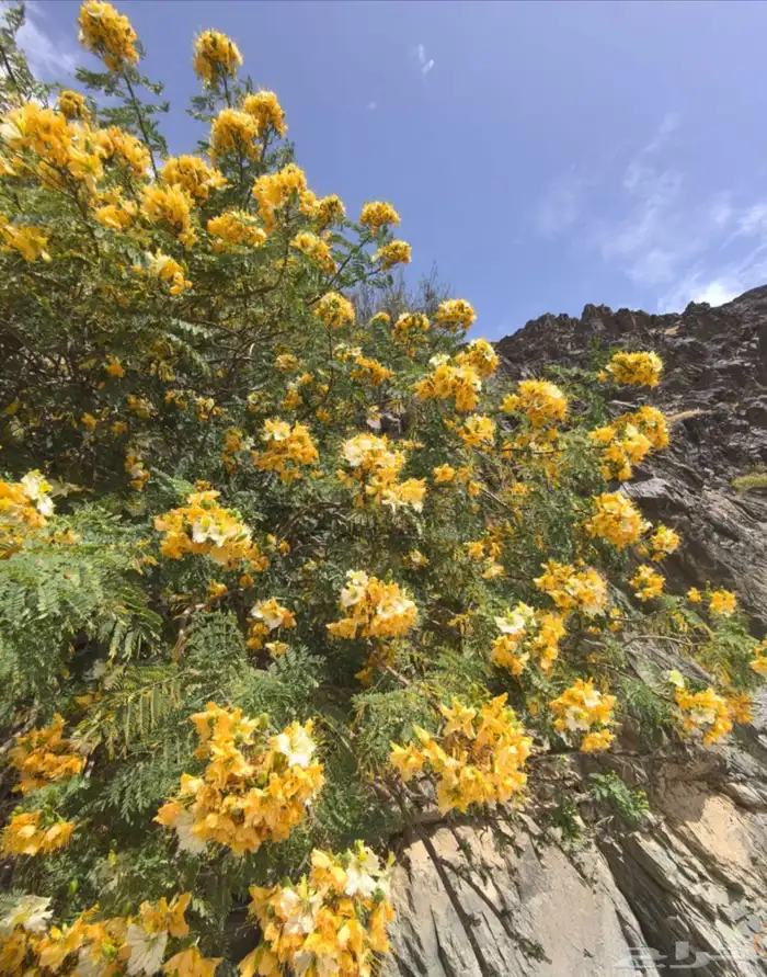 شتلات متنوعة بأسعار منافسة 2