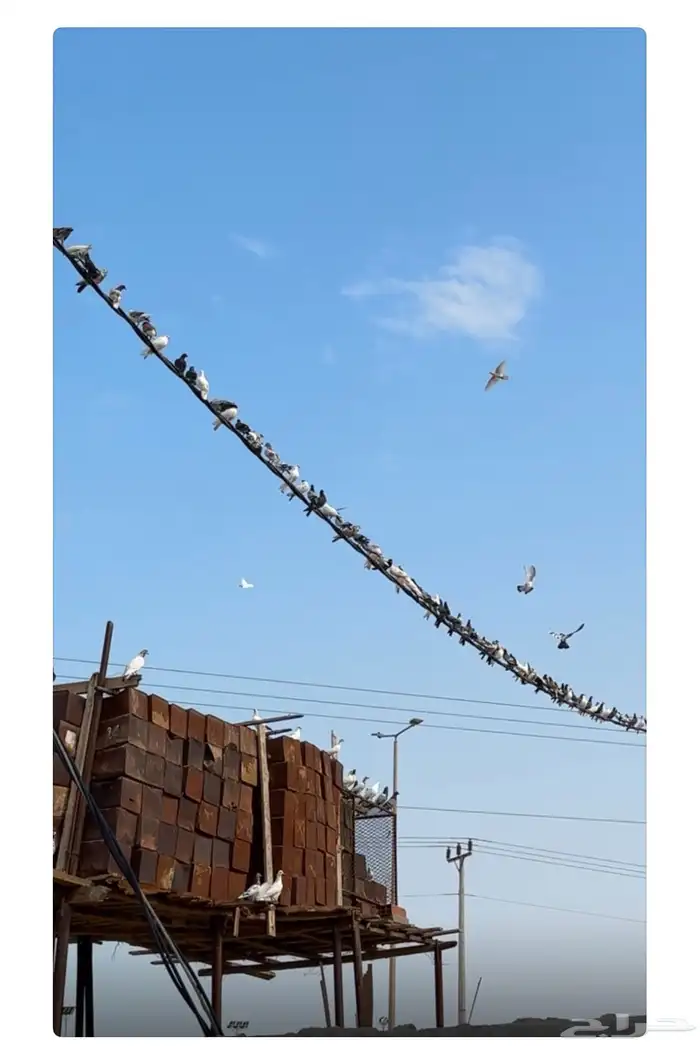 القنفذة القوز 0