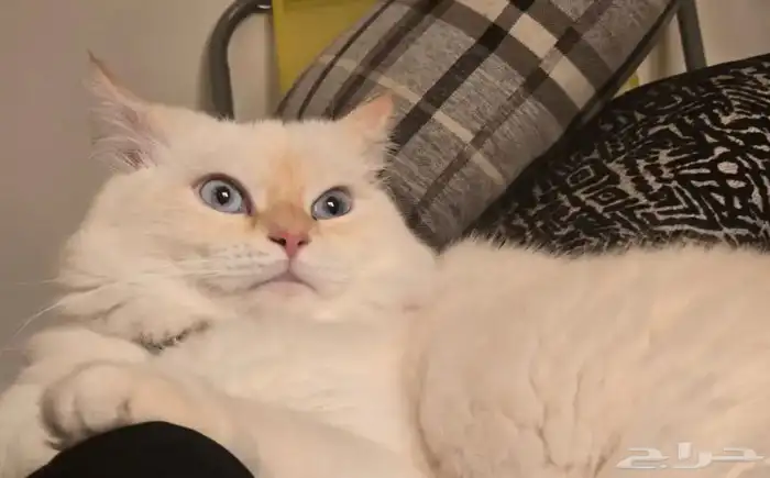 قطط معقمه 1