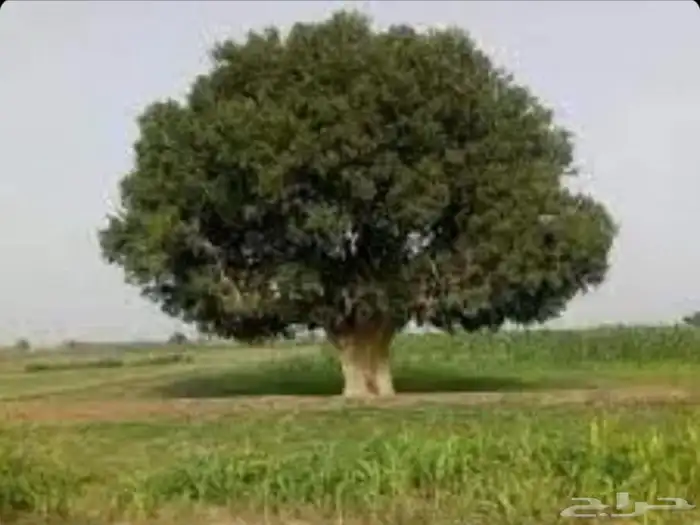 شتلات متنوعة بأسعار منافسة 3