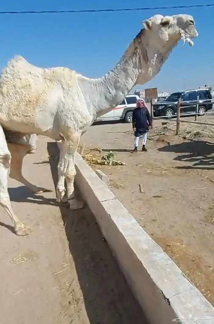 فحل علياني حكومي 0