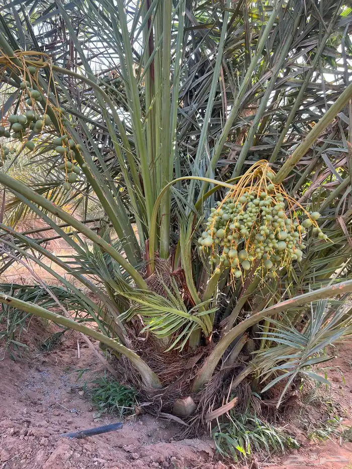 نخيل مثمر للبيع مع التوصيل والغرس بالموقع 5