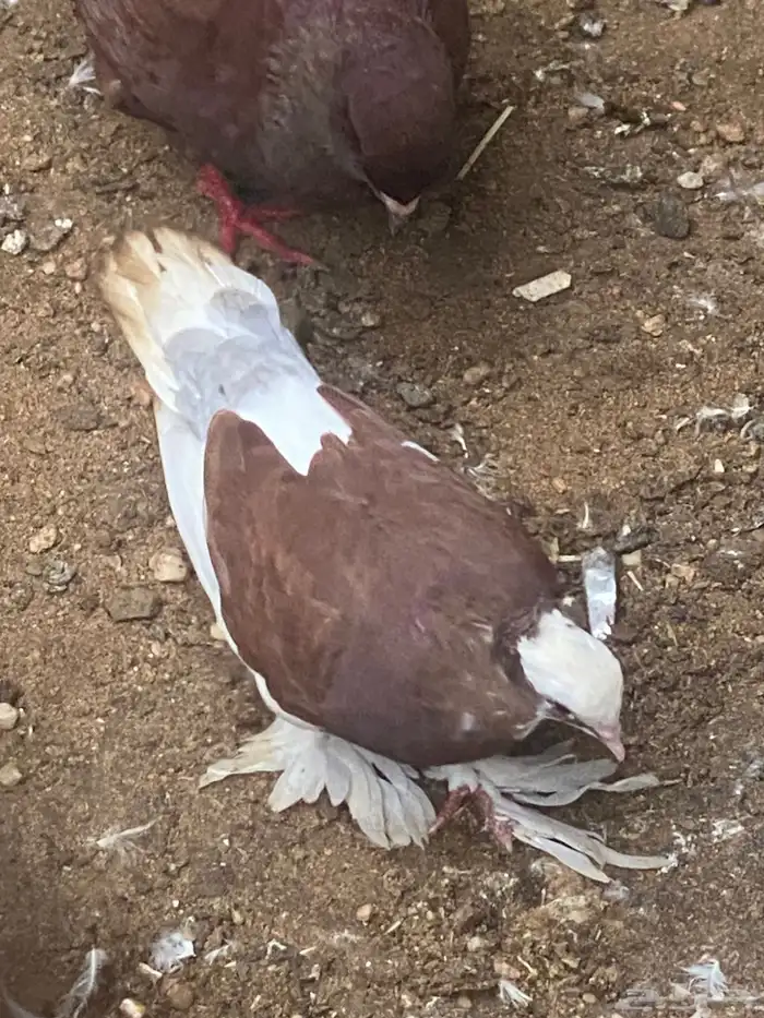 حمام زينه مستويات حلوه للبيع جمله 6