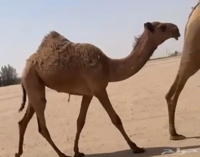 عشرا شعلا تحتها بكره شعلا كلو 1