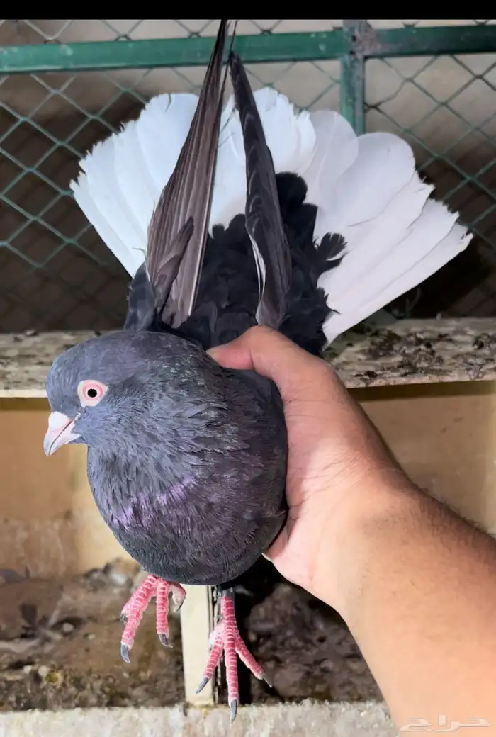 جوز قطايف معه فرخ 0