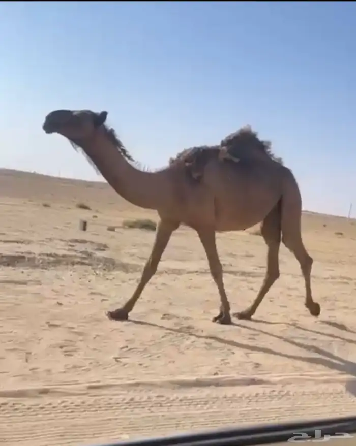 بكره صفرا دبيانيه كفو 1