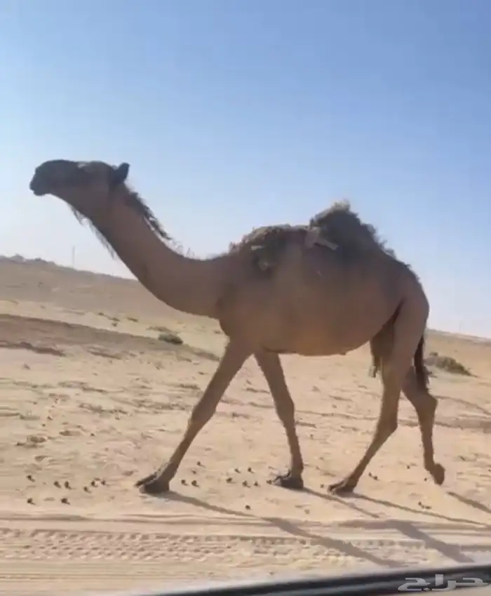 بكره صفرا دبيانيه كفو 0