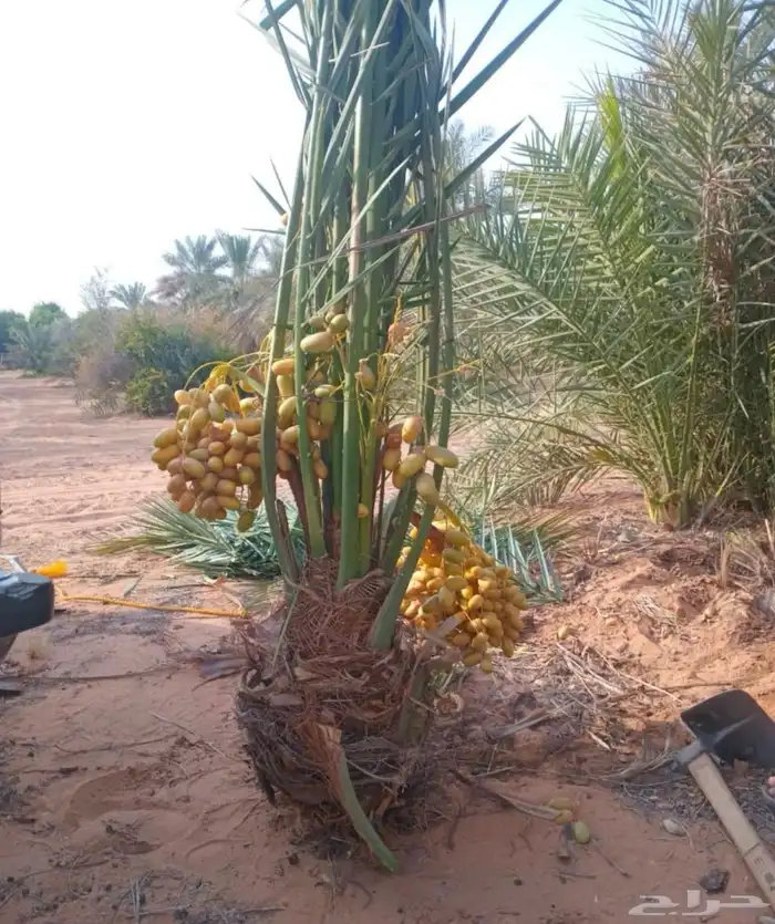 صقعي اللبيع 1