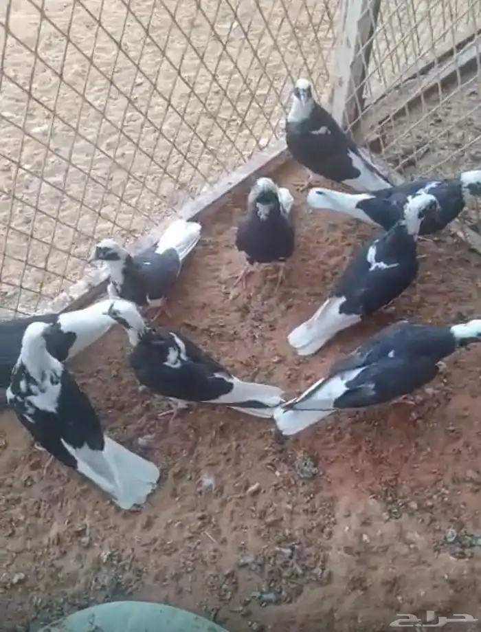 حمام قلاب للبيع جمله 1