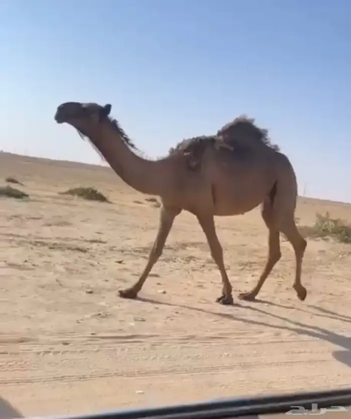 بكره صفرا دبيانيه كفو 2