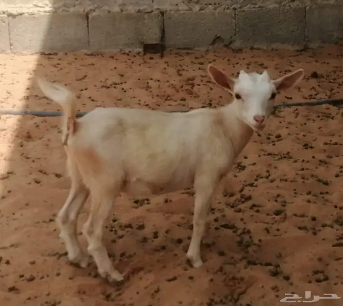 ماعز قزم أمريكي 0