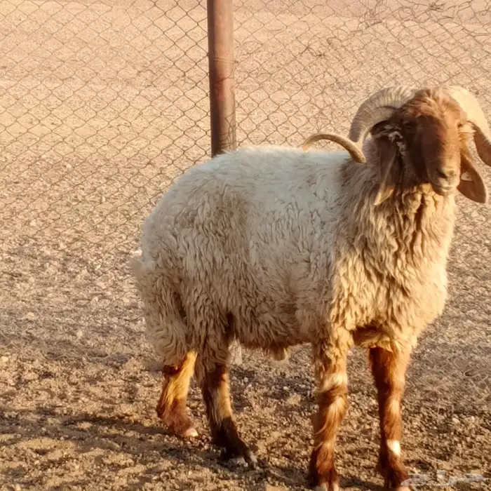 فحول نعيم 1