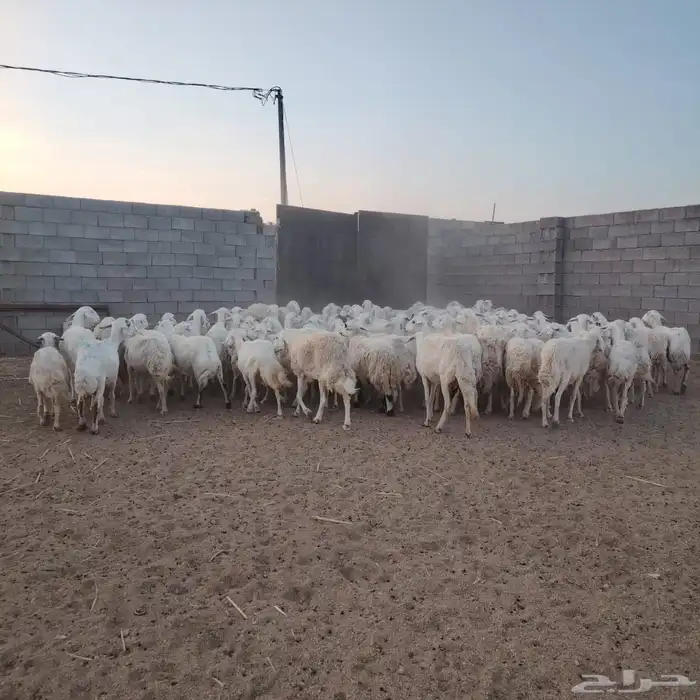 للبيع ضان حريات غنم مرعئ نضيفه ودفيع والبيع جمله وتفريد 2