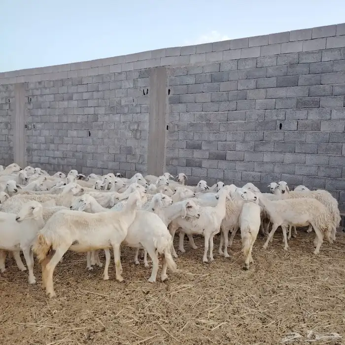 للبيع ضان حريات غنم مرعئ نضيفه ودفيع والبيع جمله وتفريد 4