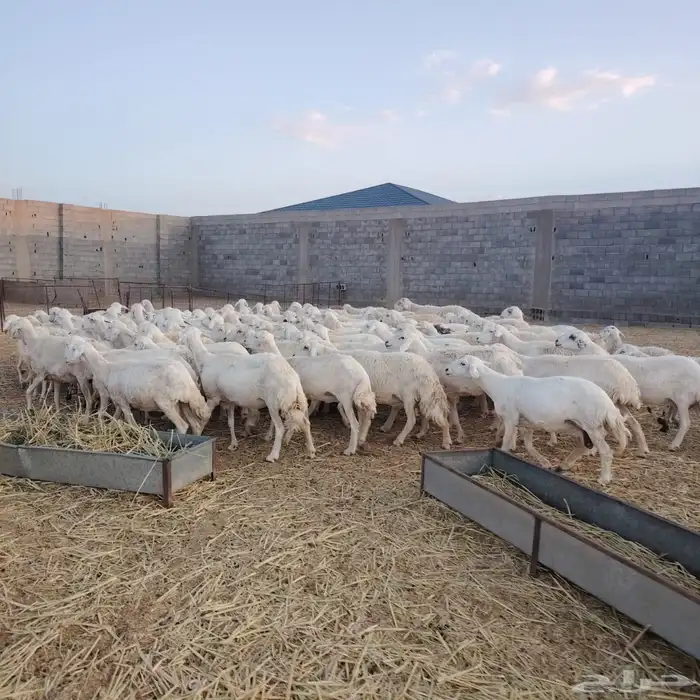 للبيع ضان حريات غنم مرعئ نضيفه ودفيع والبيع جمله وتفريد 5