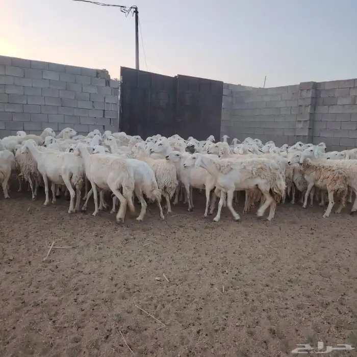 للبيع ضان حريات غنم مرعئ نضيفه ودفيع والبيع جمله وتفريد 0