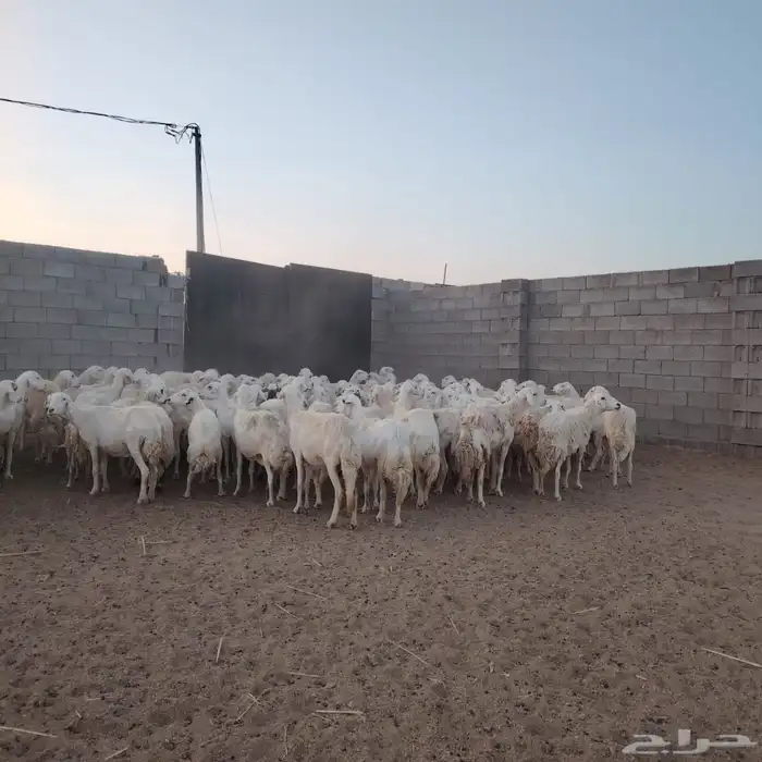 للبيع ضان حريات غنم مرعئ نضيفه ودفيع والبيع جمله وتفريد 7