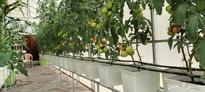 بيوت محمية زراعية 5