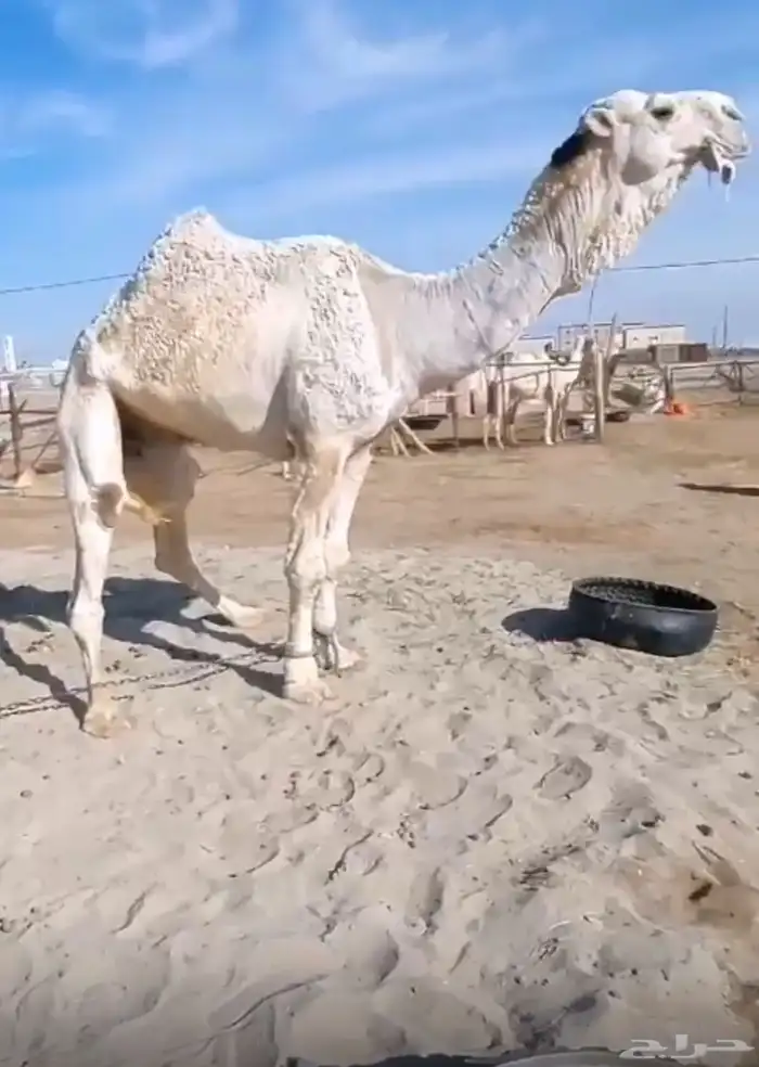 فحل علياني حكومي 1
