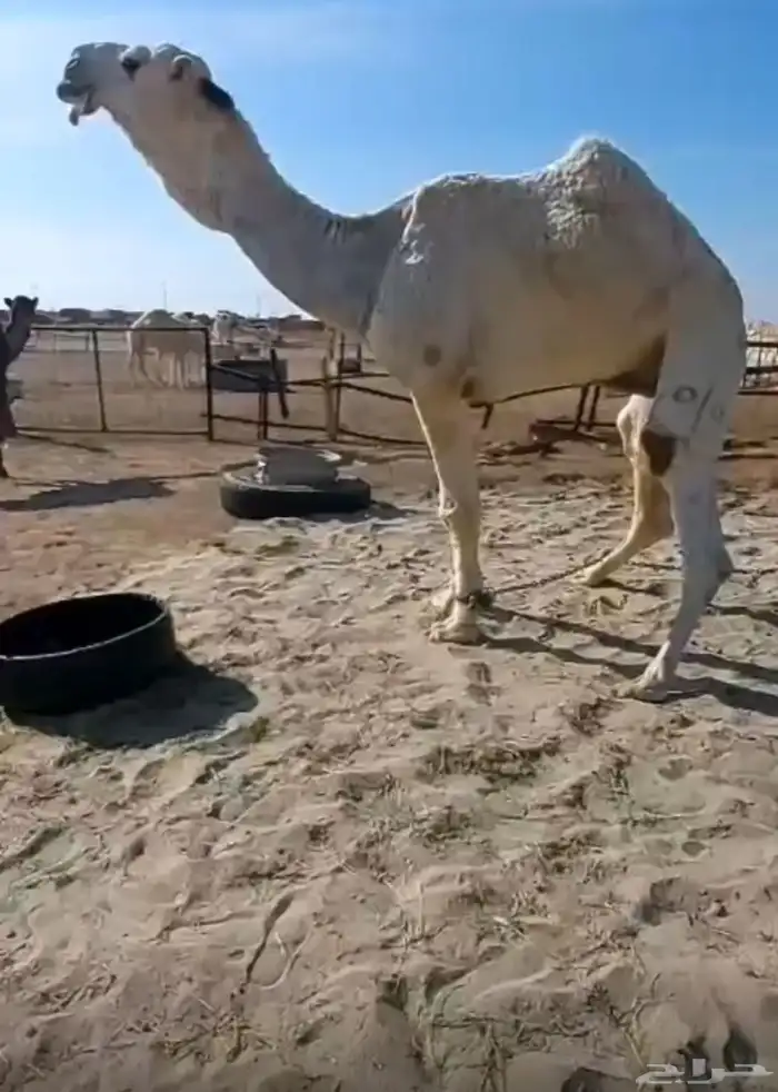 فحل علياني حكومي 5