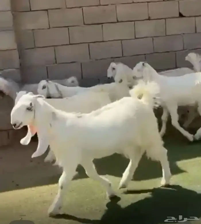 جفار مصرييه بيض 0