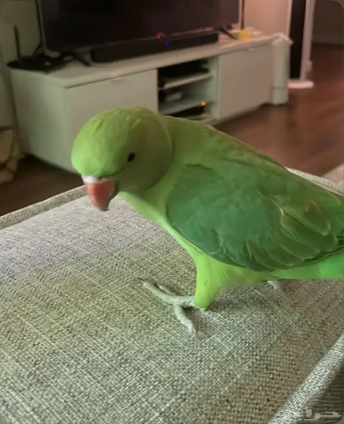 طير دره مفقود 0