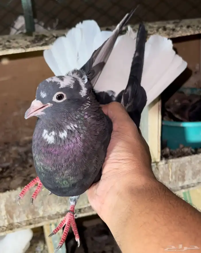 جوز قطايف معه فرخ 1