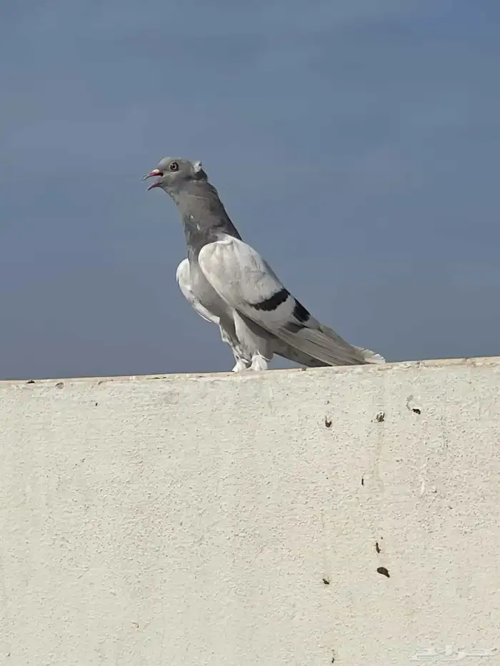للبيع حمام تركي معقد 1