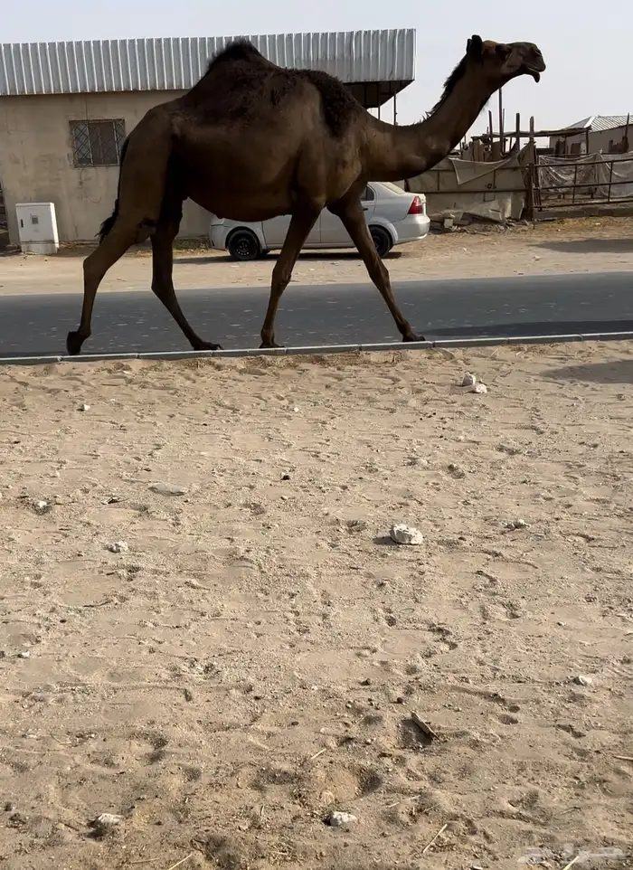 للبيع القحه كفو 0