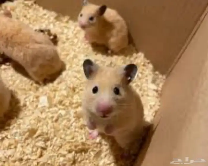 هامستر العدد 4 مع بيت3 دور صحتهم ممتازه 2