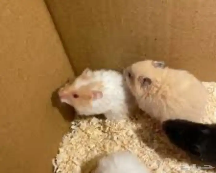 هامستر العدد 4 مع بيت3 دور صحتهم ممتازه 1