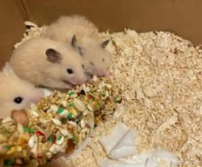 هامستر العدد 4 مع بيت3 دور صحتهم ممتازه 4