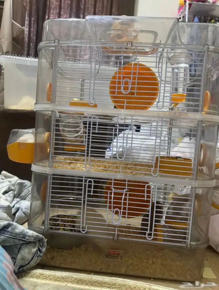 هامستر العدد 4 مع بيت3 دور صحتهم ممتازه 5