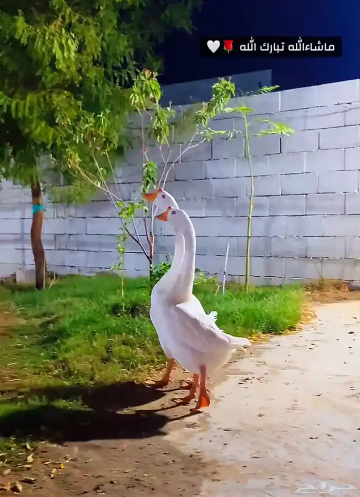 جوز وز كندي انتاج مستورد 1