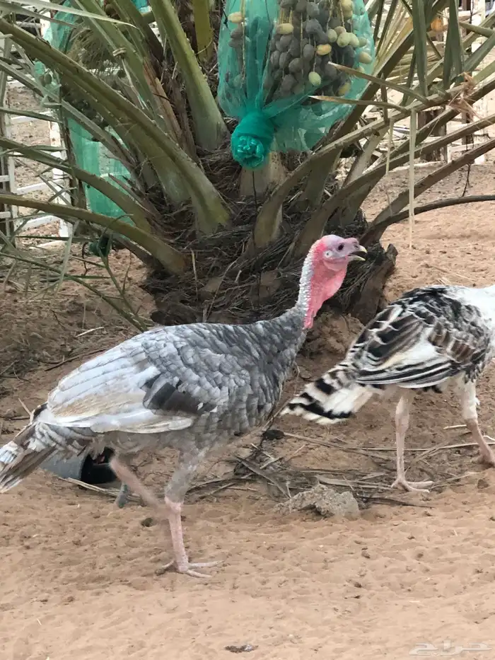 ديكه 1