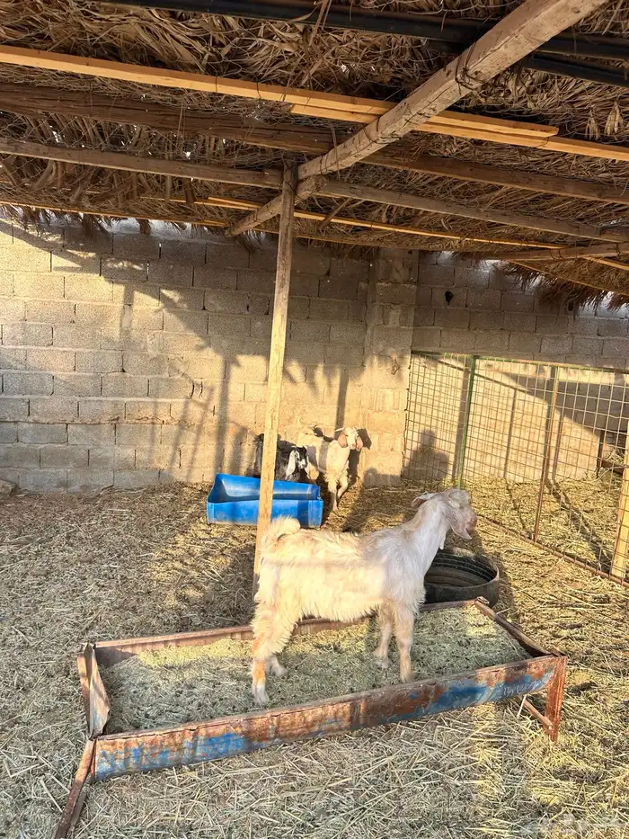 يوجدحري تيوس رفيد مهجن 5