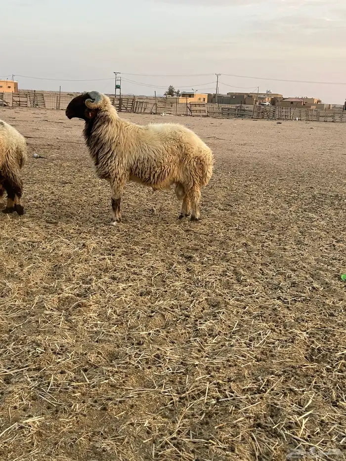 طلي فحل للبيع 1