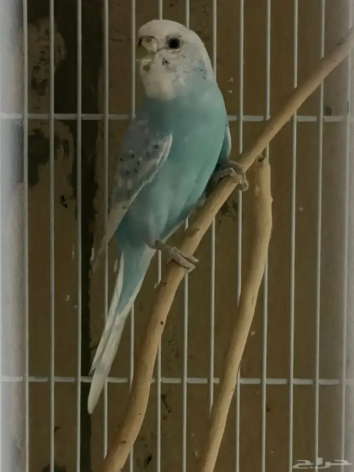 طيور حب 2