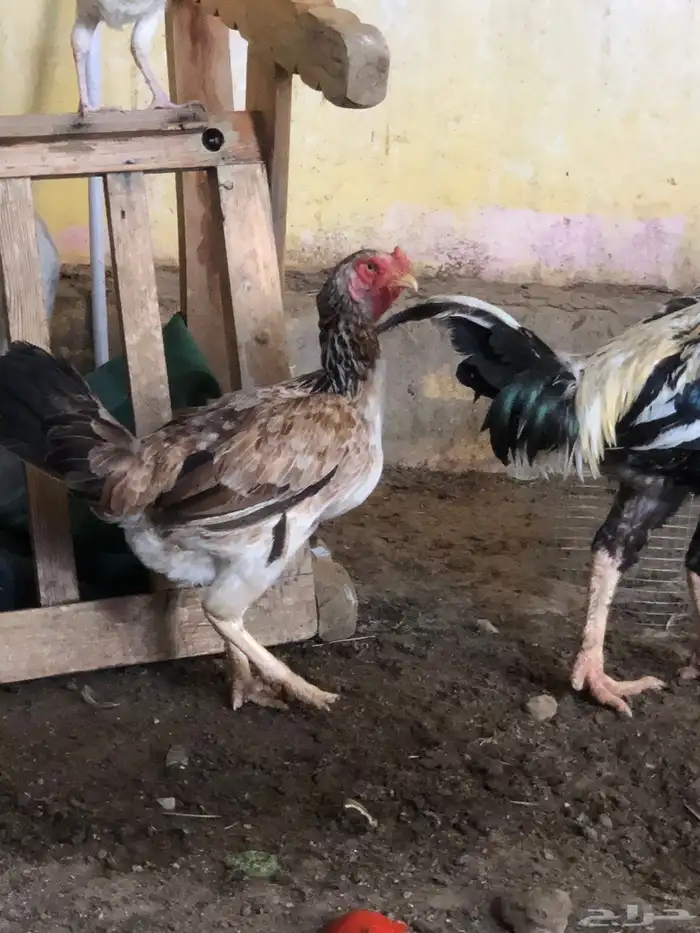 دجاج فارسي وانثى براهما وجوز فارسي 0