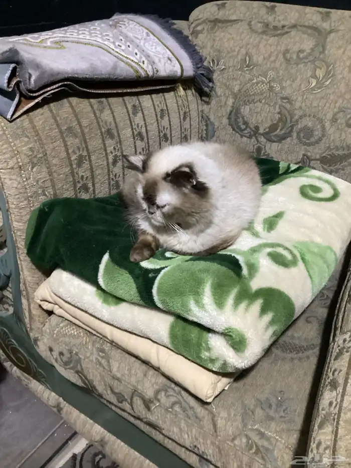 قطط للتبني 13