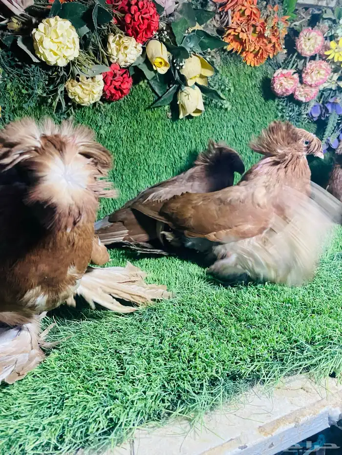 للبيع مجموعة بخارات حمر 4